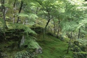 光明禅寺、太宰府、苔寺、紅葉、枯山水