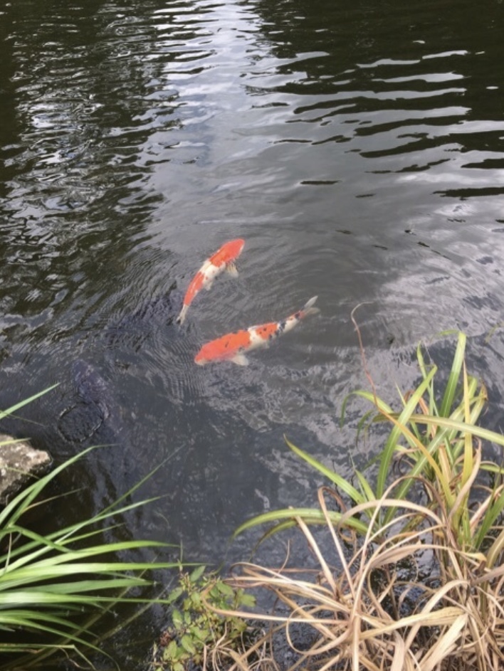 松風閣庭園、石川県金沢市、鈴木大拙館隣、和風庭園