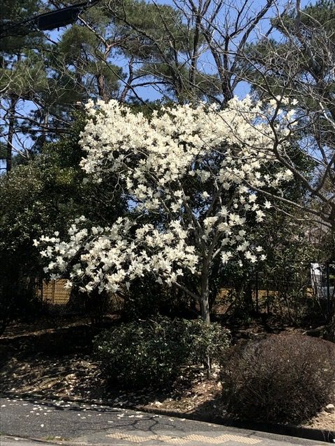 芦屋ハイランド、奥池、マニエラ、オープンハウス、木蓮